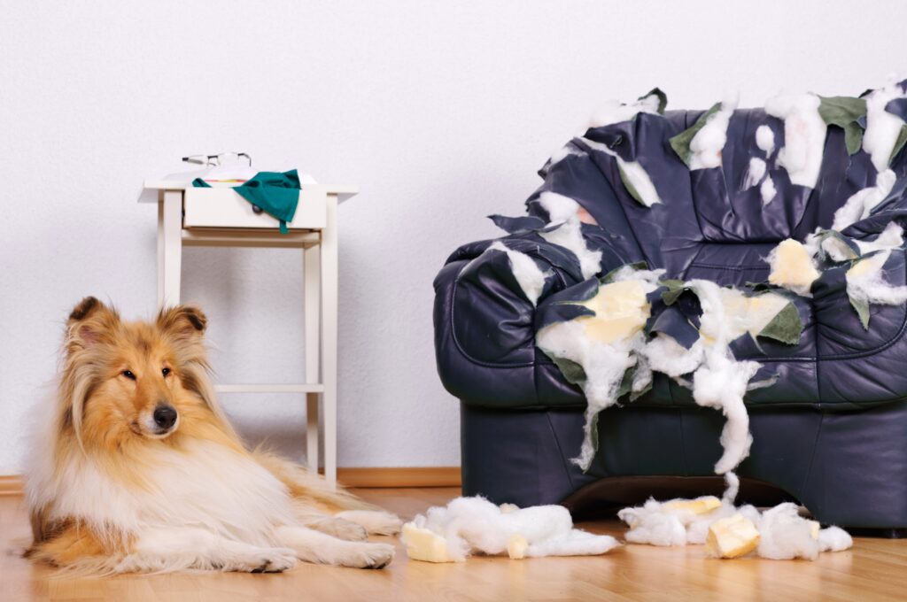 3 συμβουλές για να αποφύγετε την καταστροφή από τον σκύλο σας όταν λείπετε 
