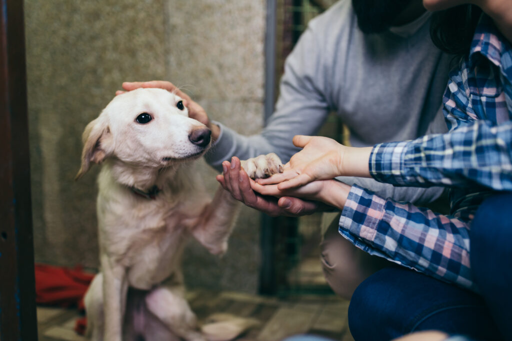 8 μύθοι που καταρρίπτονται για τους σκύλους που υιοθετούνται από καταφύγια