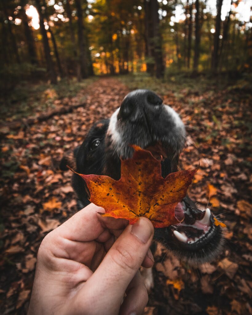 Ασφάλεια κατά το φθινόπωρο: Προστατεύοντας τους σκύλους μας από κρυμμένους κινδύνους
