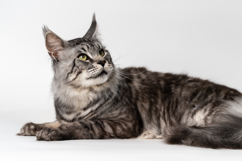 Γάτες tabby: Μία κοινή φυλή γατών με μοναδική ομορφιά"

