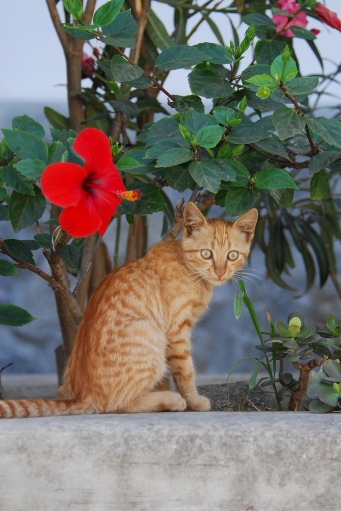 Γάτες tabby: Μία κοινή φυλή γατών με μοναδική ομορφιά"
