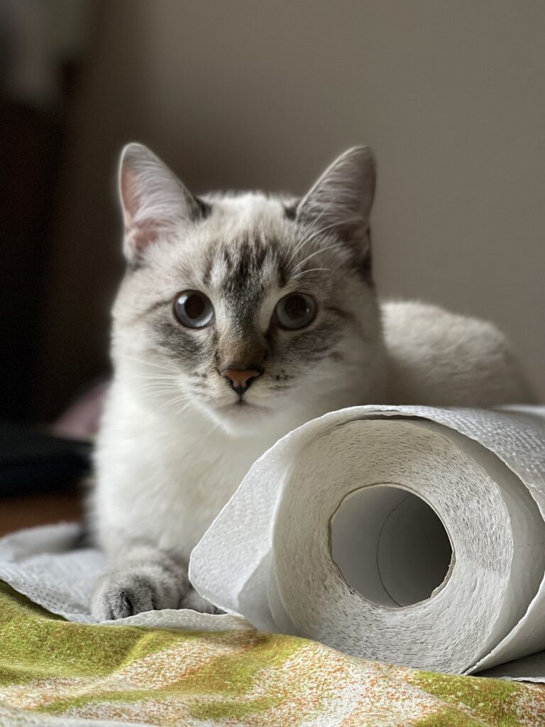 Γιατί οι γάτες αναστατώνονται με το χαρτί τουαλέτας: Μια ανάλυση της συμπεριφοράς τους
