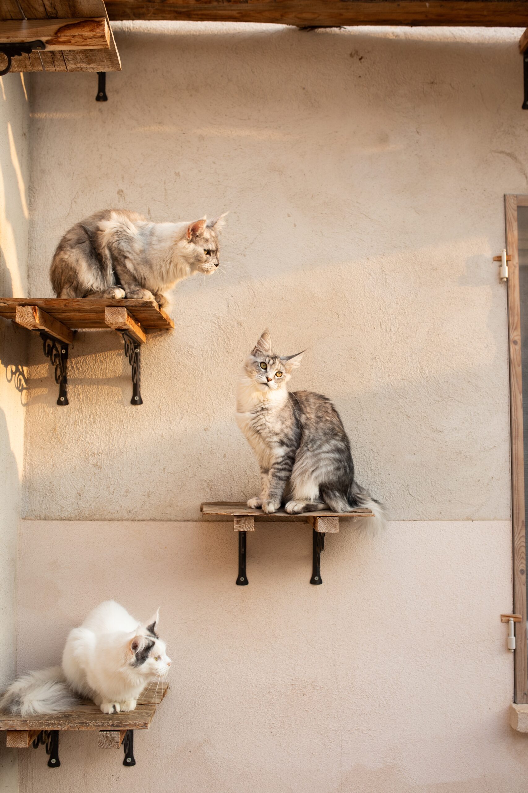 Γιατί οι γάτες ξεφεύγουν σε ψηλά μέρη για να ηρεμήσουν

