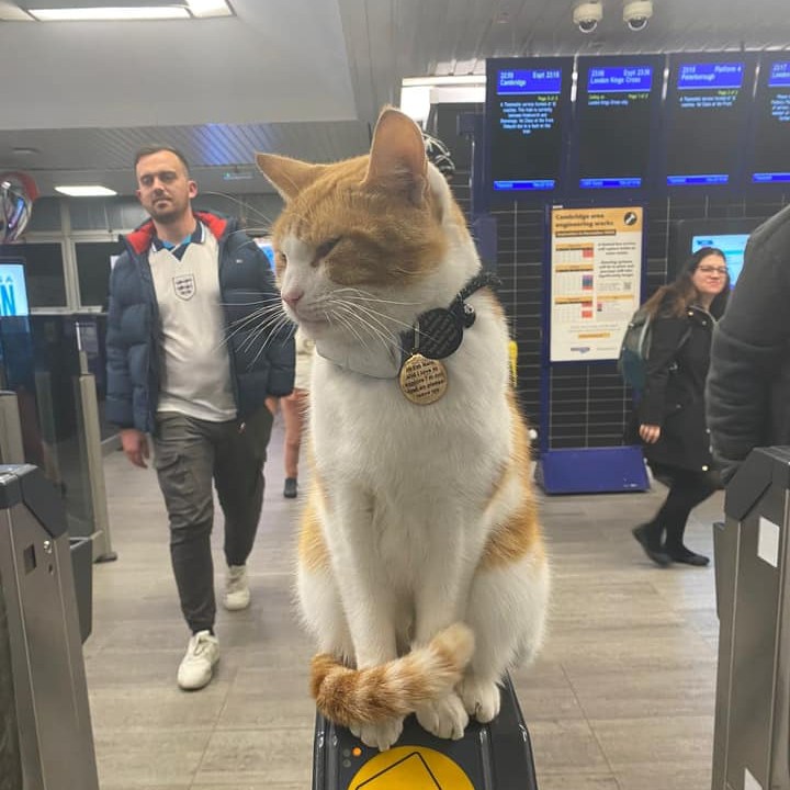 Η φιλόξενη γάτα που καλωσορίζει καθημερινά τους επιβάτες του μετρό
