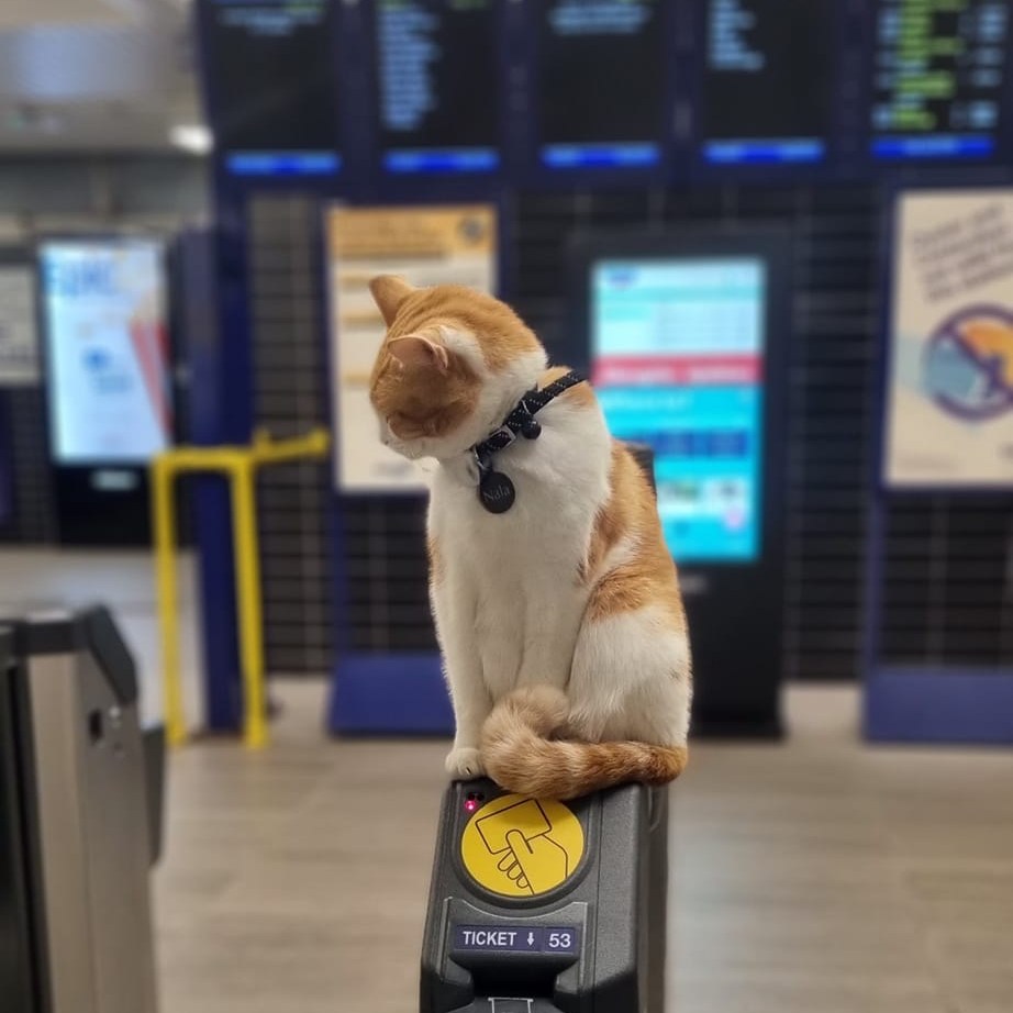 Η φιλόξενη γάτα που καλωσορίζει καθημερινά τους επιβάτες του μετρό
