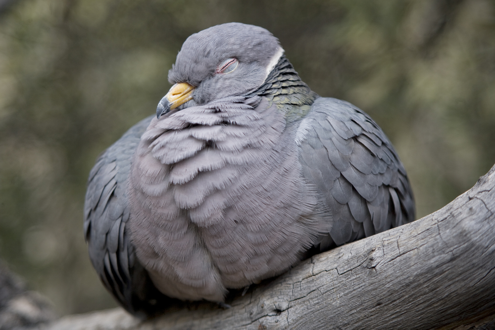 Η Συναρπαστική Κοιμήση των Πτηνών: Ένα Απίστευτο Φαινόμενο
