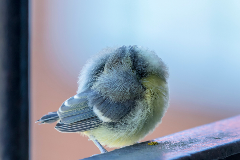 Η Συναρπαστική Κοιμήση των Πτηνών: Ένα Απίστευτο Φαινόμενο
