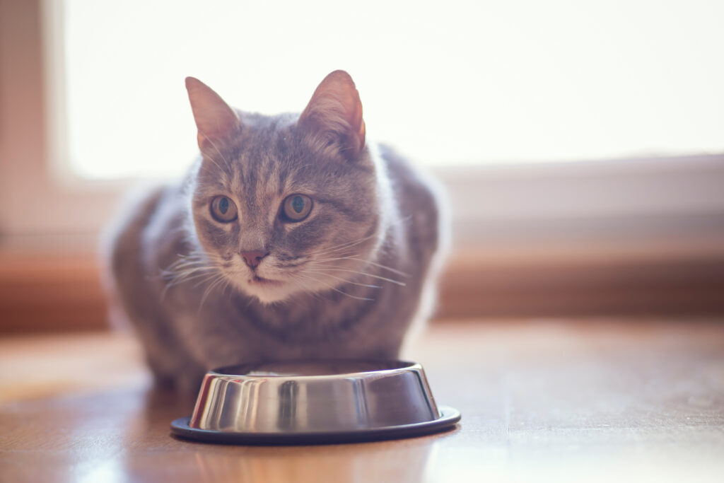Η τέλεια διατροφή για τη γάτα μου - Την περιποιείται και την κρατά υγιή
