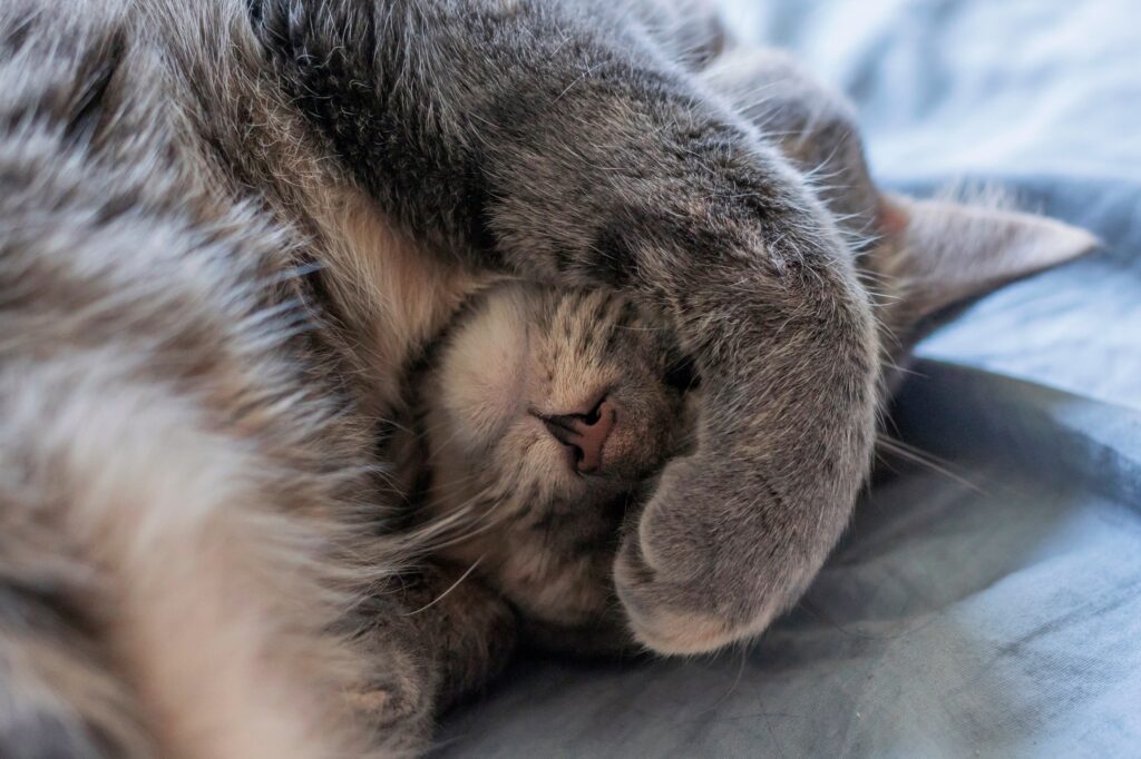 Λόγοι για τους οποίους οι γάτες καλύπτουν το πρόσωπό τους όταν κοιμούνται
