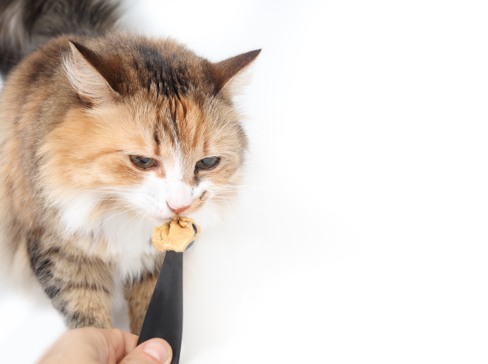 Μια γευστική επιλογή για τις γάτες: Μπορεί η γάτα σας να φάει φυστικοβούτυρο; Πρέπει να είστε προσεκτικοί!
