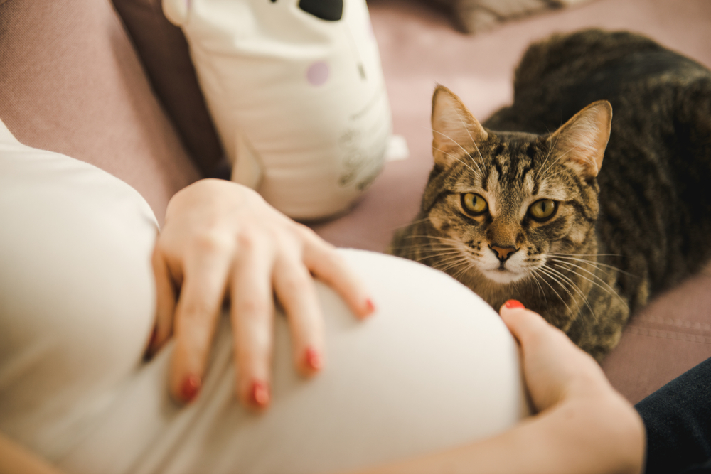 Οι γάτες έχουν κατανόηση για την εγκυμοσύνη; Μάθετε μέσα από ένα συγκινητικό βίντεο
