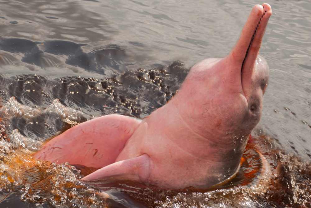 Οι ροζ δελφίνοι του Αμαζονίου ζουν με αγωνία για την επιβίωσή τους
