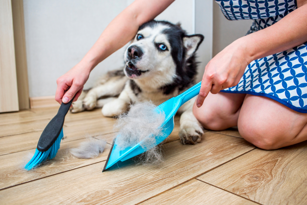 Πώς να αντιμετωπίσετε την έντονη τριχόπτωση στον σκύλο σας
