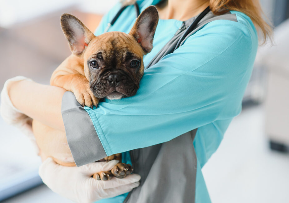 Πώς να καταλάβετε ότι ο σκύλος σας αντιλαμβάνεται την επίσκεψη στον κτηνίατρο 

