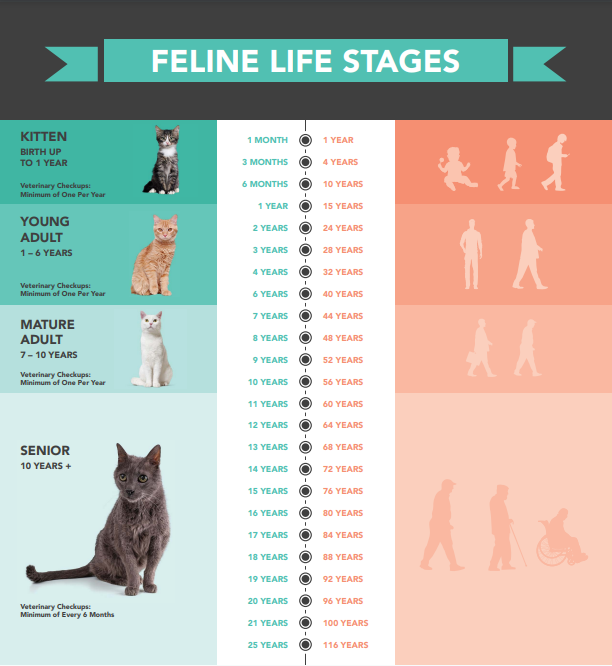 Πόσοι αιώνες ζουν οι γάτες - Πώς να παρατείνετε τη διάρκεια ζωής τους
