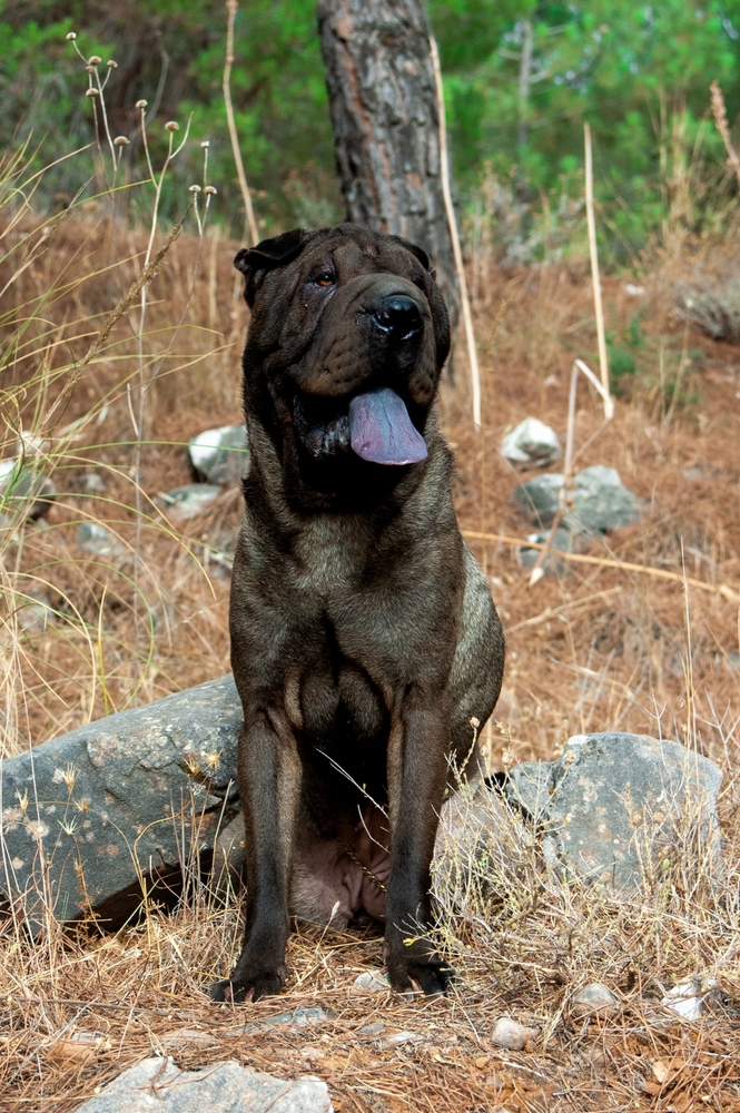 Σκύλοι με μπλε γλώσσα: Ανακαλύψτε τις φυλές με το ασυνήθιστο χαρακτηριστικό
