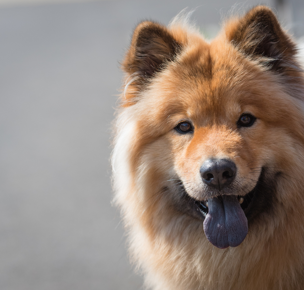 Σκύλοι με μπλε γλώσσα: Ανακαλύψτε τις φυλές με το ασυνήθιστο χαρακτηριστικό
