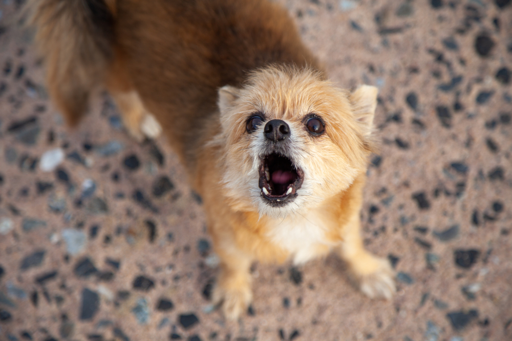 Τα μυστικά του Μικρού Σκύλου: Πώς να αντιμετωπίσετε τις ανεπιθύμητες συμπεριφορές
