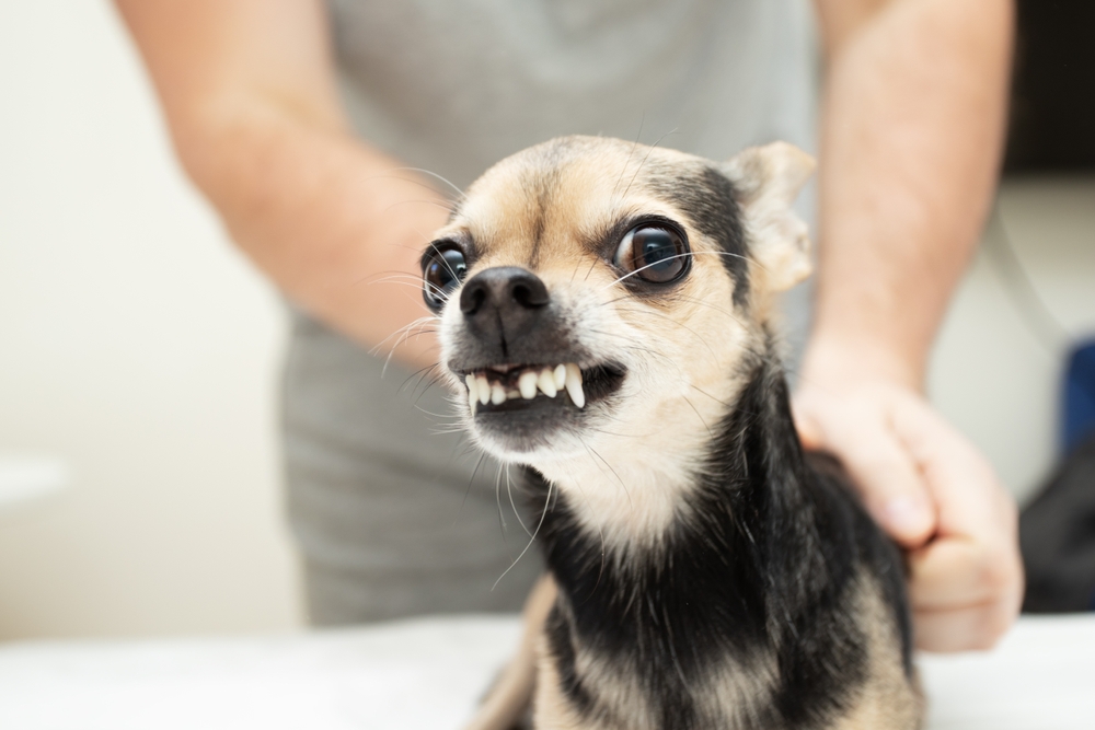 Τα μυστικά του Μικρού Σκύλου: Πώς να αντιμετωπίσετε τις ανεπιθύμητες συμπεριφορές
