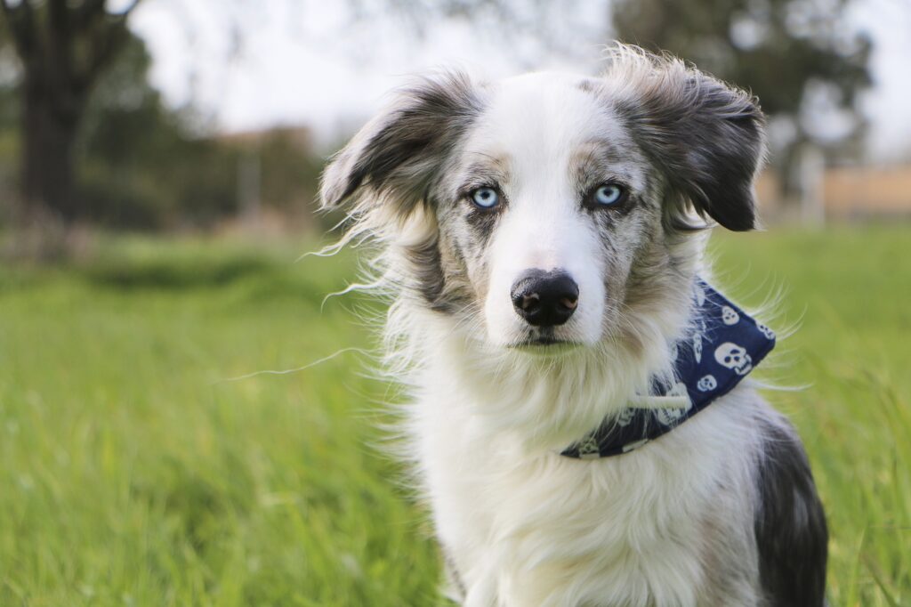Το μαγικό μυστικό πίσω από τα μπλε μάτια των σκύλων: Όλα όσα πρέπει να ξέρετε"
