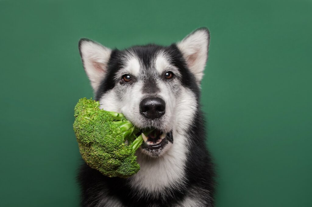 Υγιεινές τροφές που προλαμβάνουν και πολεμούν τον καρκίνο του σκύλου: Μια προληπτική προσέγγιση για τη διατροφή των τετράποδων φίλων μας"
