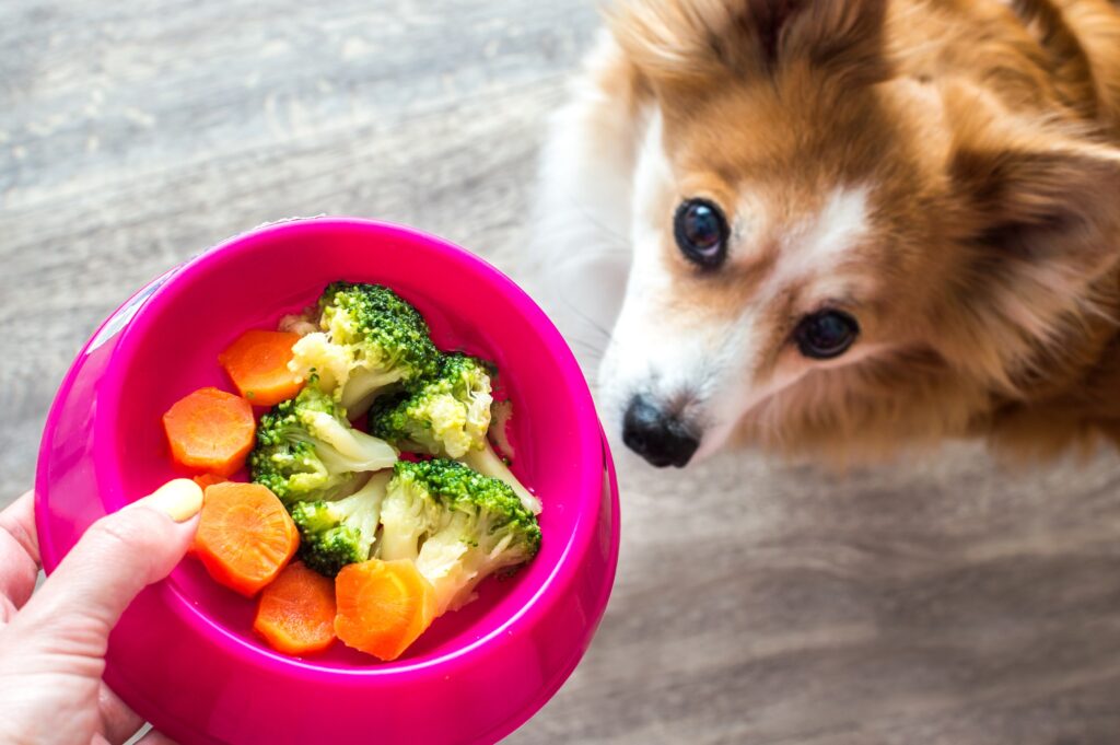 Υγιεινές τροφές που προλαμβάνουν και πολεμούν τον καρκίνο του σκύλου: Μια προληπτική προσέγγιση για τη διατροφή των τετράποδων φίλων μας"
