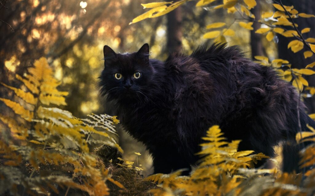 10 εκθαμβωτικές γατούλες με μαύρη γούνα και κίτρινα μάτια
