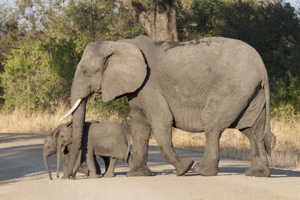 Δίδυμα ελεφαντάκια γεννήθηκαν στην Κένυα – Βίντεο και fun facts για αυτά τα μεγάλα μωρά