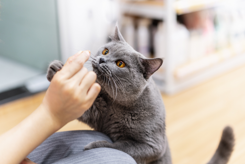 Οι αγαπημένες μυρωδιές των γατών: Ανακαλύψτε τις προτιμήσεις των χνουδωτών φίλων μας
