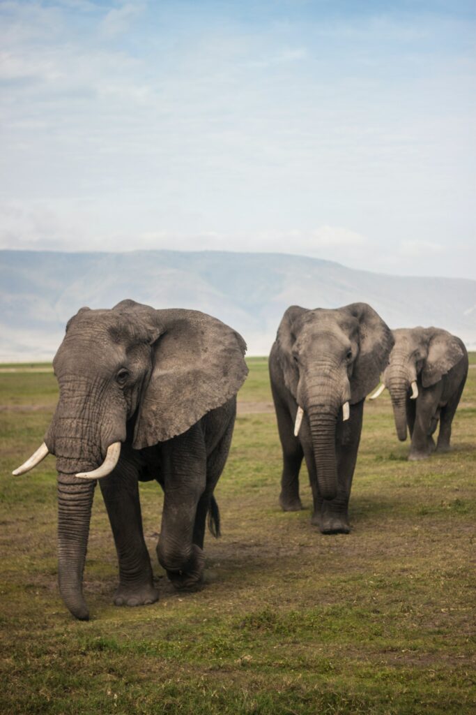 Οι ελέφαντες ανακαλύπτονται ότι χρησιμοποιούν ονόματα για να επικοινωνούν μεταξύ τους
