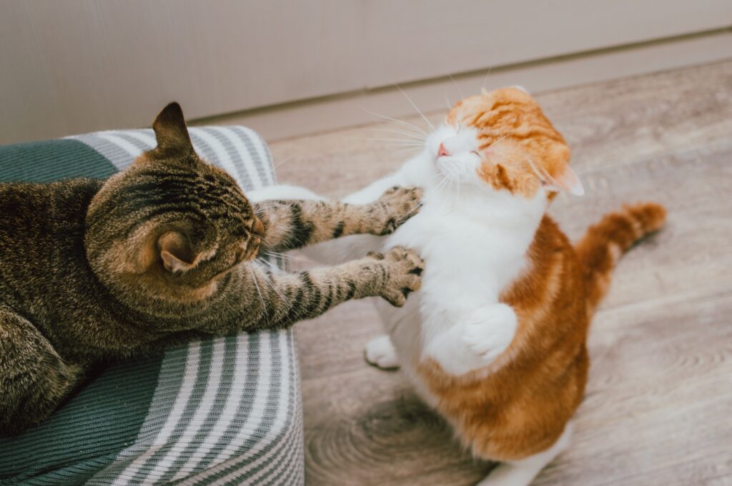 Πώς η επιστροφή της γάτας από τον κτηνίατρο προκαλεί επιθετική συμπεριφορά από τις άλλες γάτες

