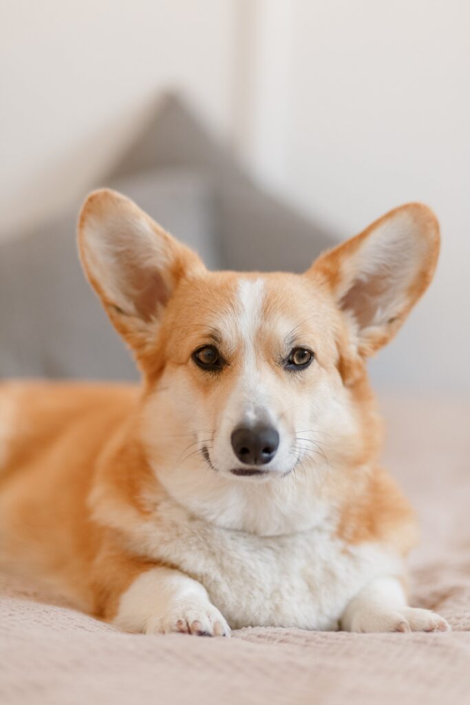 Corgis: Η απόλυτη γοητεία των μικρών αυτών σκυλιών
