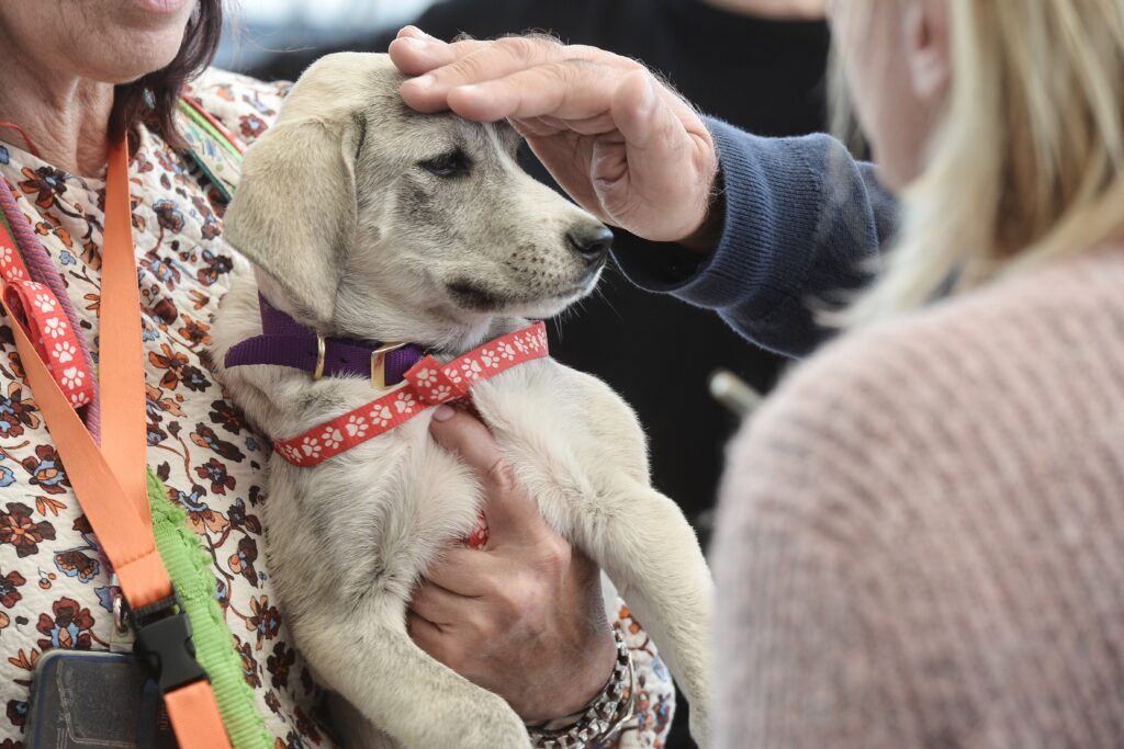 Η 12η Ημέρα Υιοθεσίας του Pet City: Μια Μοναδική Εμπειρία Αγάπης και Ελπίδας"
