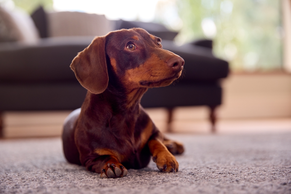 Οι Dachshund: Τα αξιαγάπητα σκυλάκια με το μακρύ κορμί
