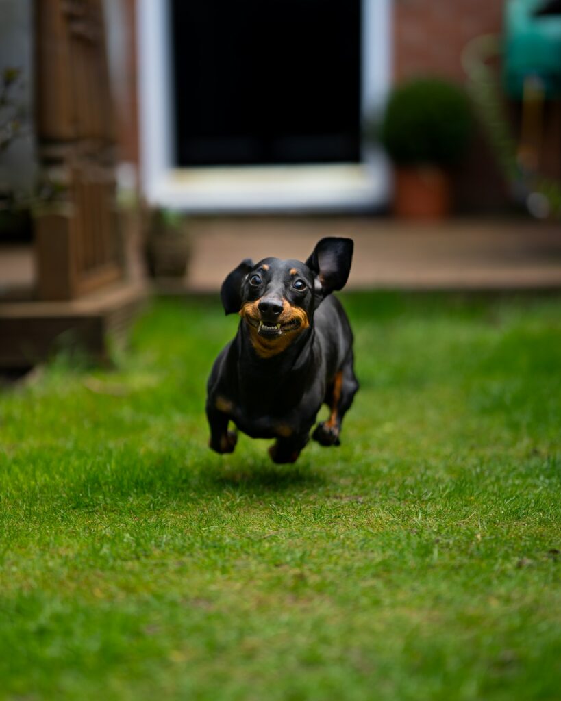 Οι Dachshund: Τα αξιαγάπητα σκυλάκια με το μακρύ κορμί
