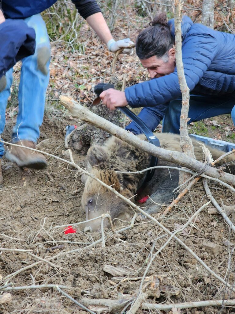 Επιχείρηση διάσωσης αρκούδας από παγίδα για αγριόχοιρους: Ένα βήμα για τη διατήρηση των αρκούδων στην Ελλάδα 