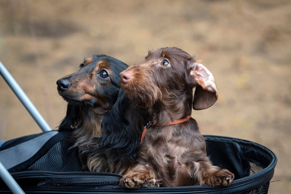 Δυο Dachshunds μέσα στο καρότσι τους