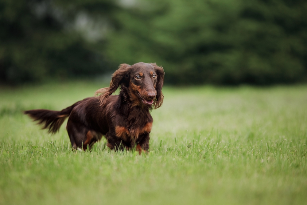 Η ανεξιχνίαστη ιστορία των Dachshunds - Καταποντισμός και προπαγάνδα 