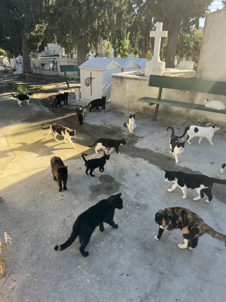 Γάτες σε νεκροταφείο