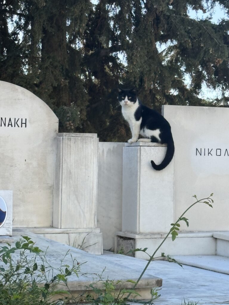 Μια νέα περιπέτεια στο νεκροταφείο: Η ιστορία της θανατικής γάτας 