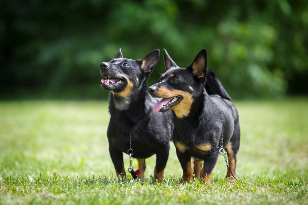 Νέα αναγνώριση για το Lancashire Heeler: Ένας χαρούμενος και εργατικός σύντροφος 