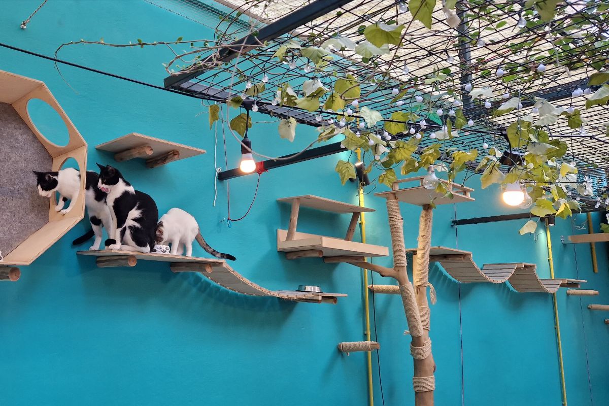 Νέο Cat Cafe στην Αθήνα: Ένας παράδεισος για τους λάτρεις των γατών 