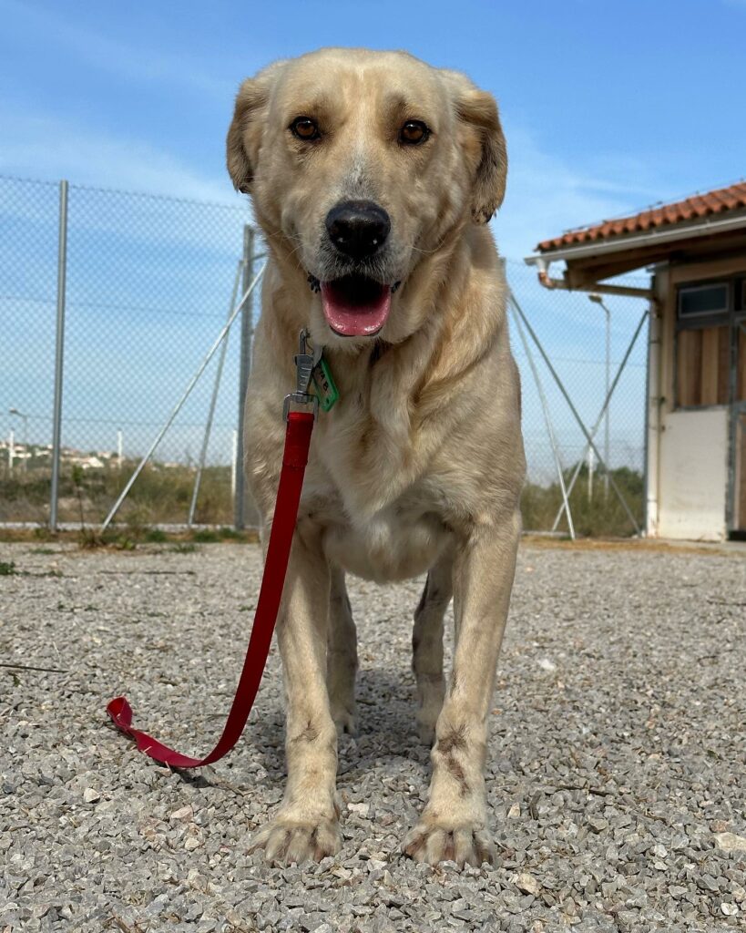 Ο Λάμπης, το θαρραλέο σκυλάκι που επιβίωσε από τις φωτιές στη Φυλή"
