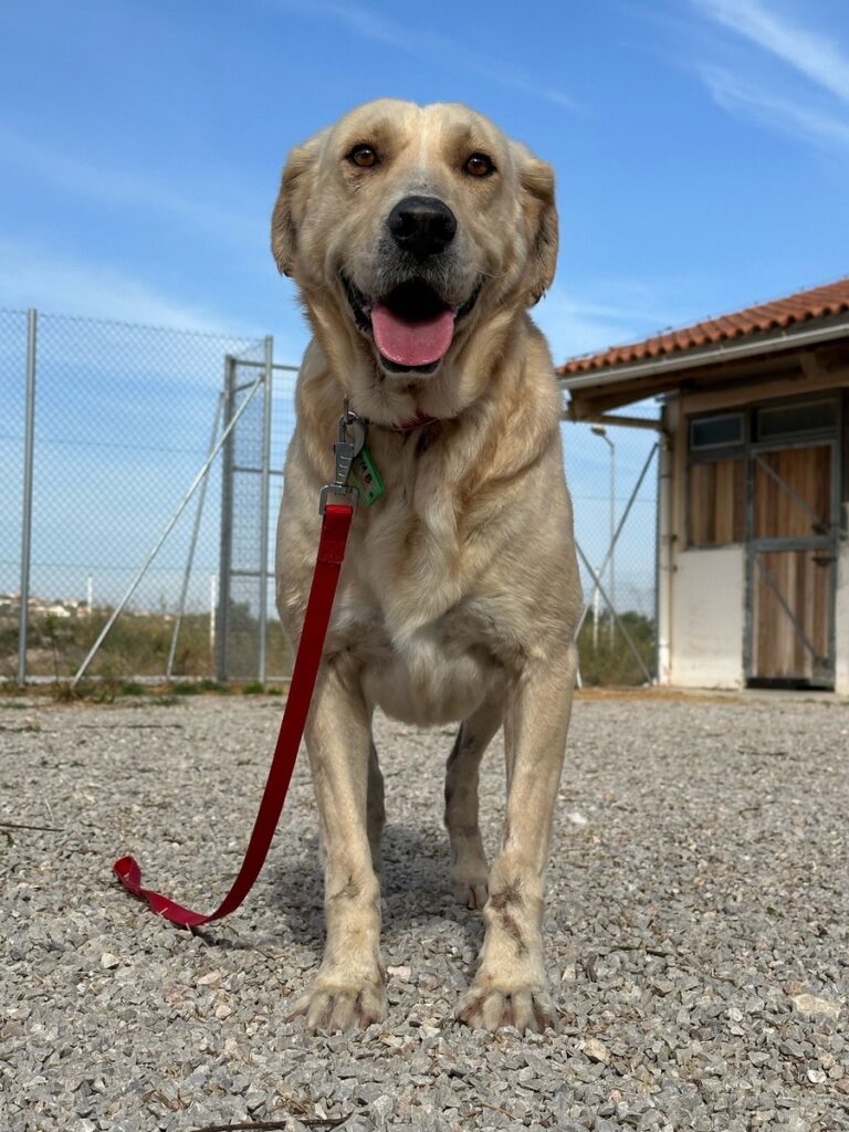 Ο Λάμπης, το θαρραλέο σκυλάκι που επιβίωσε από τις φωτιές στη Φυλή"
