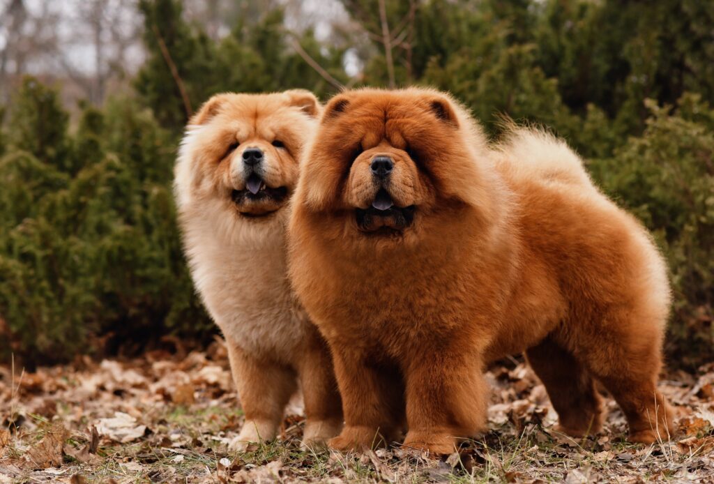 Οι απρόβλεπτες πλευρές των σκύλων Chow Chow: 13 γνωστά και άγνωστα γεγονότα" 