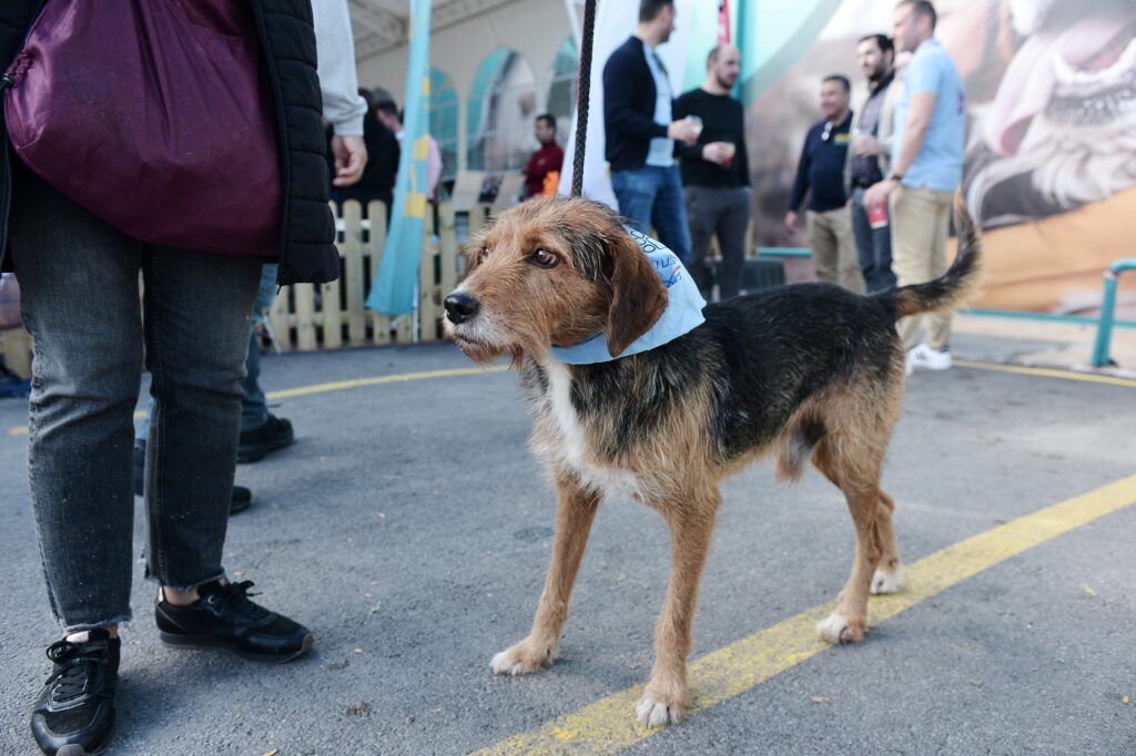 Ημέρα Υιοθεσίας Pet City