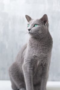 Russian Blue γάτα