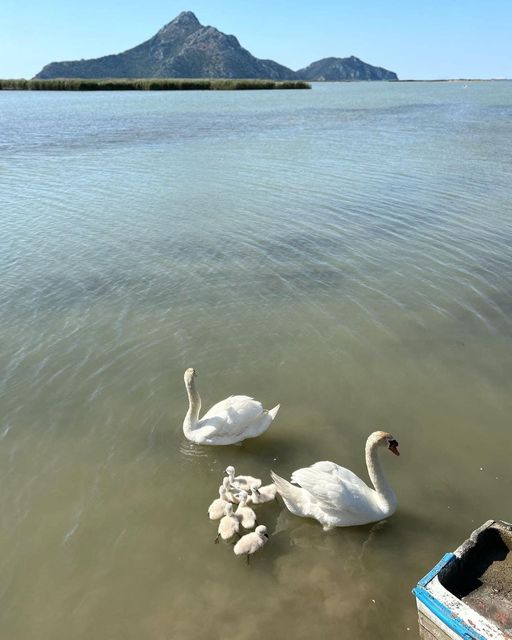 Ένας έρωτας που αντέχει στον χρόνο: Ζευγάρι κύκνων γεννάει 7 υπέροχα κυκνάκια στον Αχελώο 