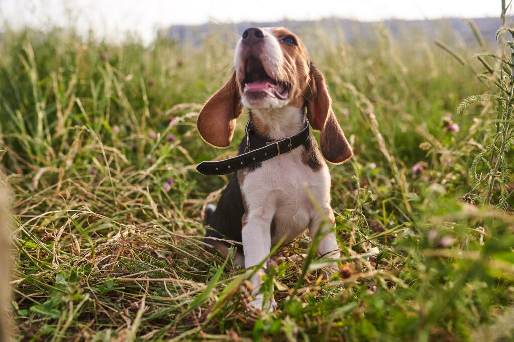 Η υιοθέτηση ενός Beagle: Πράγματα που πρέπει να γνωρίζετε" 