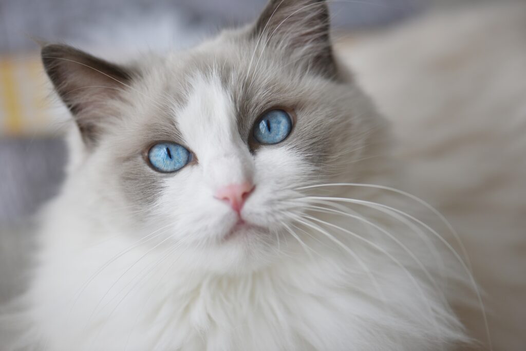 Ragdoll: Οι μοναδικές γάτες με τον σκυλίσιο χαρακτήρα 